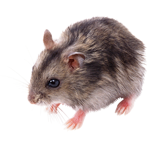 little mouse, rat PNG image-2467